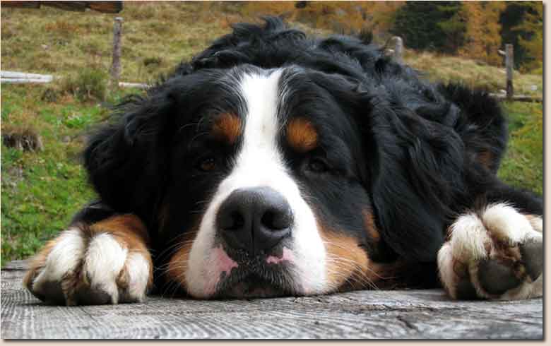 Der wundersch&ouml;ne Bernasenne Arthos